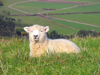Fototapeta premium Sheep And Grassland