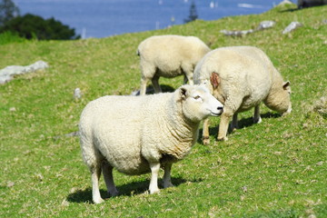 Naklejka na ściany i meble Sheep And Grassland