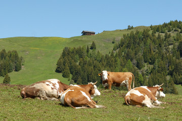 Fototapeta na wymiar Reszta krów