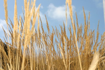 herbe folle en bord de mer