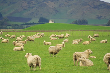 Sheep And Grassland