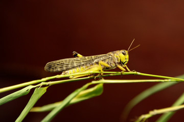 Grasshopper