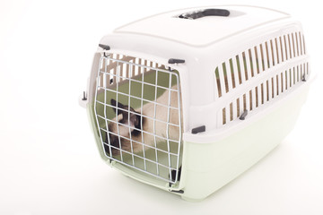 Siamese cat in pet carrier