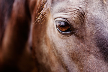 A detail of a horse eye
