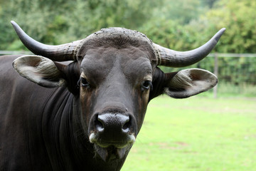 Banteng