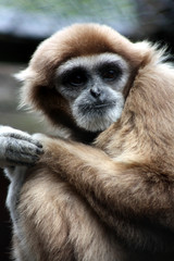 Obraz premium Weißhandgibbon