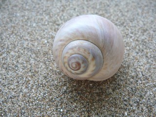 Snail sea shell - Escargot de mer