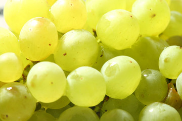 Plakat green grape close up background