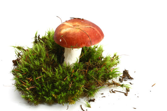 isolated mushroom on white background