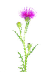 flowers on white background