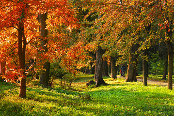 Colorful autumn trees