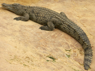 crocodile