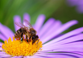 violet flower and bee