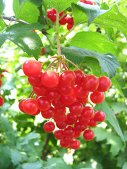 red viburnum berry with green leaves