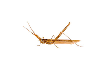 The brown grasshopper is photographed on a white background