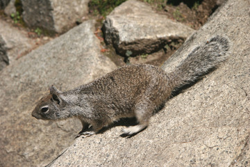 Naklejka na ściany i meble Curious squirrel looking somewhere . Yosemite national park.