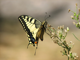 yellow machaon (swallowtail) butterfly