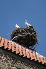 Storchennest