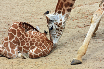 Obraz premium Giraffe