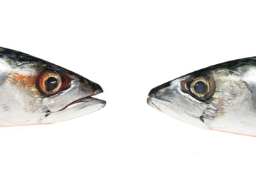 Two mackerel fish heads face each other