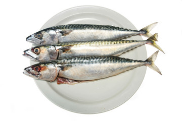 Three mackerel fish on a plate