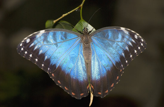 The large tropical butterfly of dark blue color.