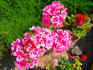 Bush of beautiful rose - red - white flowers
