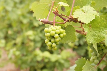 Grappe de raisins blancs