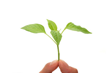 Planting fresh green to save environment