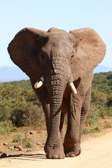 Huge African Elephant bull with it's ears spread