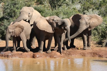Elephant group enjoying themselves at a water hole in Africa