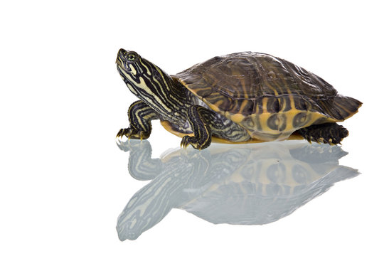 Photo of a turtle with reflection isolated on white background