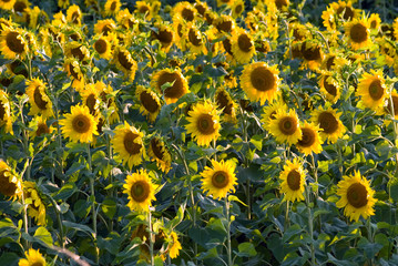 Alot of sunflowers scattered in a field