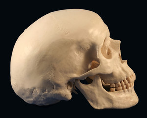 A Side View of a Human Skull On Black