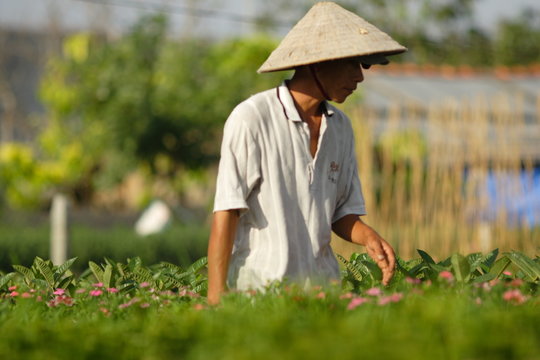 Horticulteur au vietnam