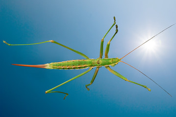 large green grasshopper on a background bright sky