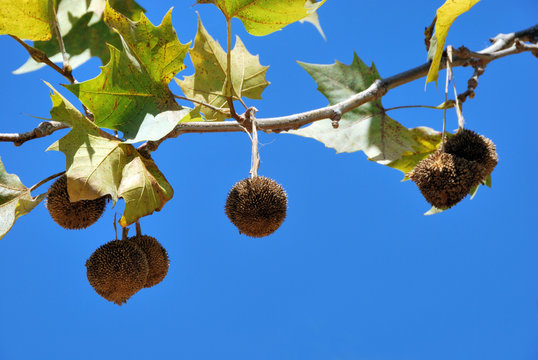 Plane tree fruits on a branch against blue sky