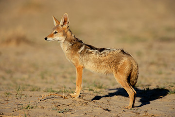 Black-backed Jackal (Canis mesomelas), Kalahari, South Africa