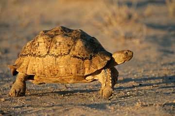 Mountain tortoise (Geochelone pardalis) , Kalahari, South Africa