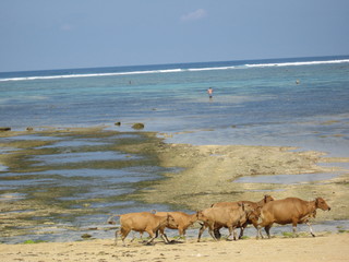 Troupeau sur une plage à marée basse à Lombok, Indonésie