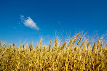 barley field