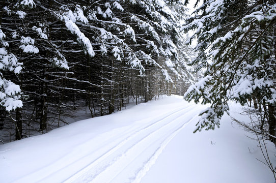 Winter landscape with snowy trees and snowmobile path