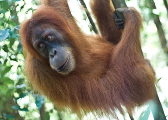 Tragetasche Sumatran Orangutan © Yuri Gupta