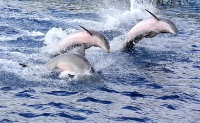 Papier Peint photo Lavable Dauphins dauphins