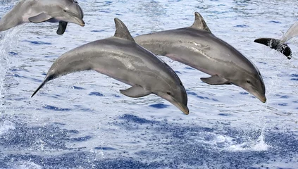 Foto auf Alu-Dibond Delphine springen © Ovidiu Iordachi