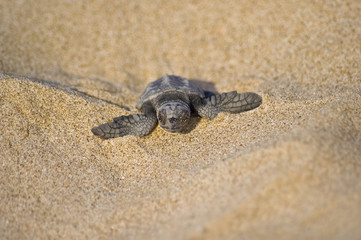 Fototapeta na wymiar Hodowla głupie żółwia (Caretta Caretta)