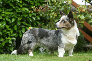 welsh corgi inattentif
