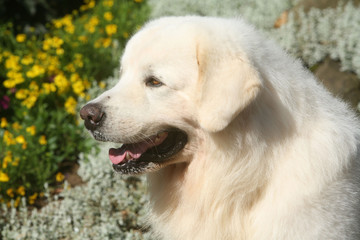 Portait de chien de berger de profil dans les fleurs