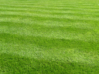 Green Grass Background 5