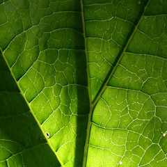 summer green leaf macro close up